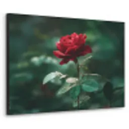 Roos - Bladeren - Dieprood Textielframe zwart klein -3d