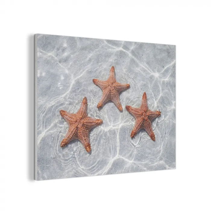 Zeesterren - Water - Helder PET vilt klein -3d