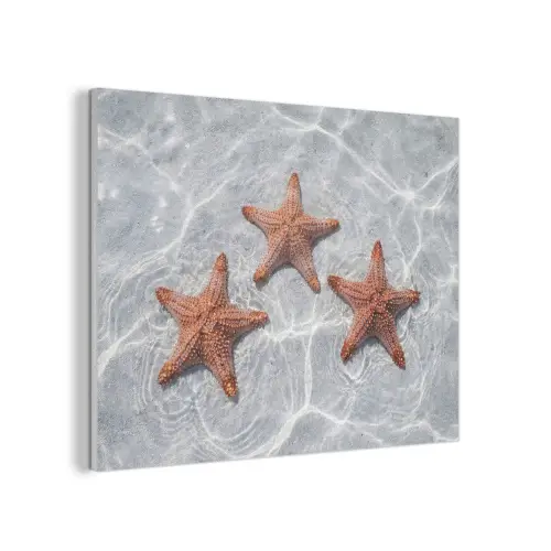 Zeesterren - Water - Helder PET vilt klein -3d
