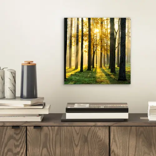 Bos - Zon - Bomen - Gras - Landschap - Natuur aluminium wit klein -sfeer1