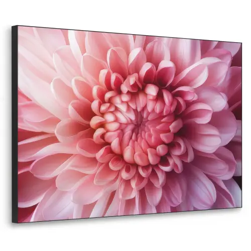Dahlia - Bloem - Close up - Roze Textielframe zwart klein -3d