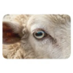 Schaap - Oog - Wit Badmat klein -3d