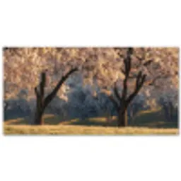 Bomen - Bloesem - Lente Balkonbeschermer Duitsland klein -zz_3d