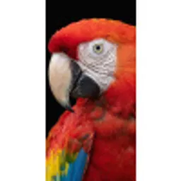Ara - Portret - Rood Behang Vlies klein -3d_website
