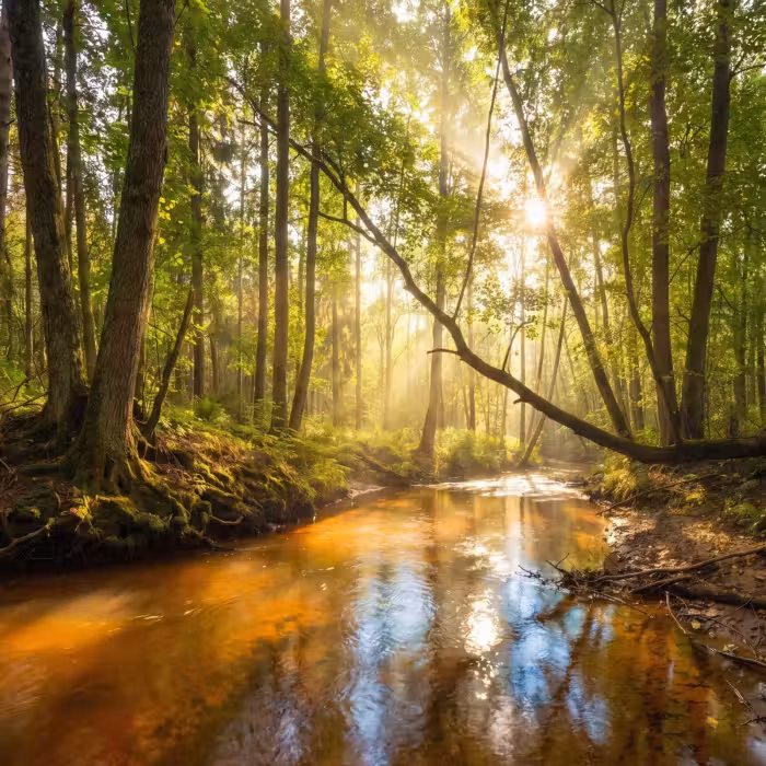 Behang - Bos - Beek - Zonlicht - Natuur - Groen
