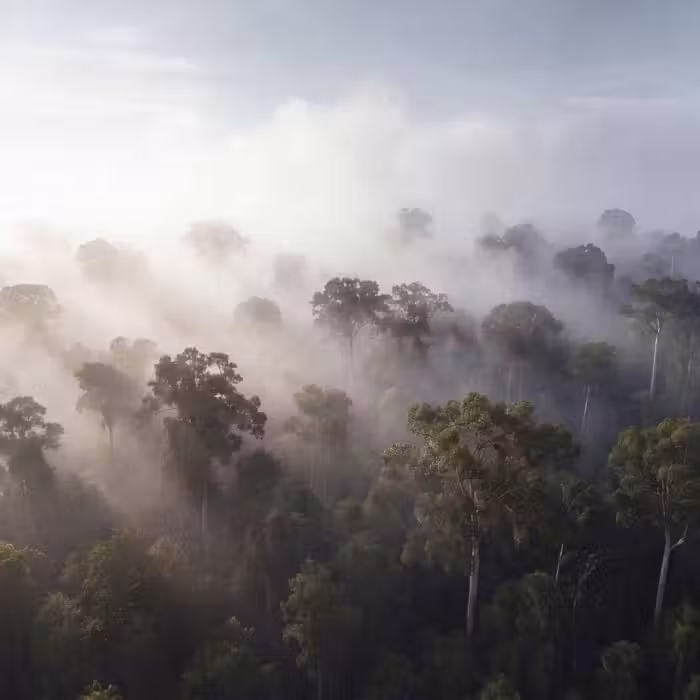 Behang - Bos - Mist - Natuur - Groen