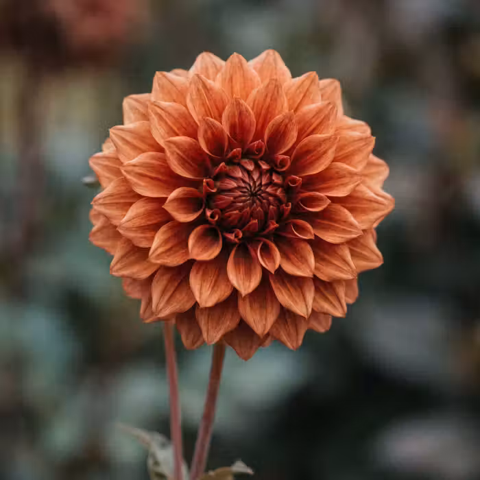 Behang - Dahlia - Bloem - Natuur - Sfeervol