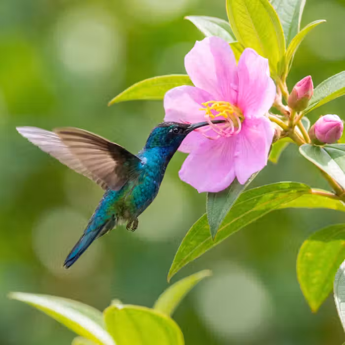 Behang - Kolibrie - Bloem - Natuur - Groen
