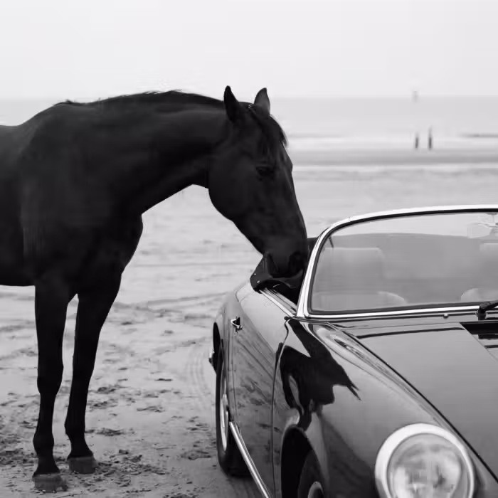 Behang - Paard - Auto - Zwart - Wit