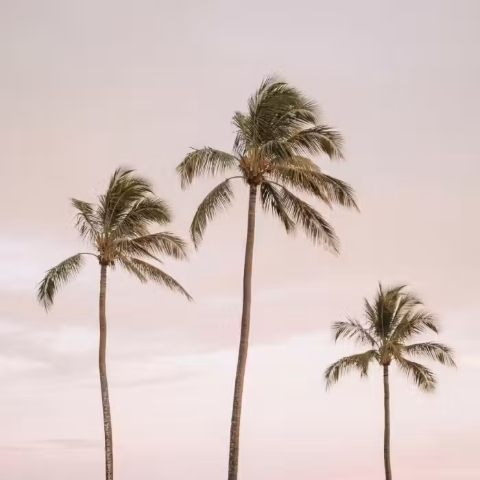 Behang - Palmbomen - Zonsondergang - Roze