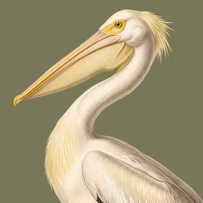 Behang - Pelikaan - Wit - Vogel - Klassiek - Natuur