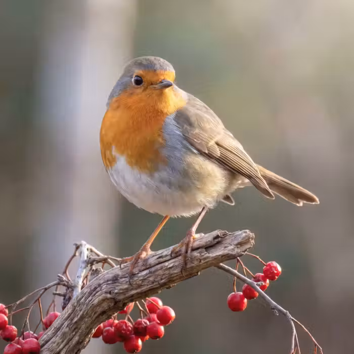 Behang - Roodborst - Tak - Bessen - Natuur