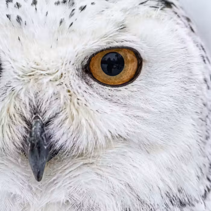 Behang - Sneeuwuil - Oog - Wildlife - Wit