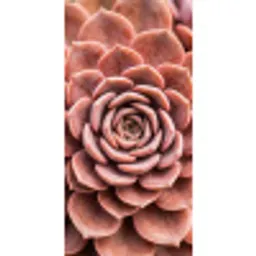 Vetplant - Organisch - Roze Behang Vlies klein -3d_website