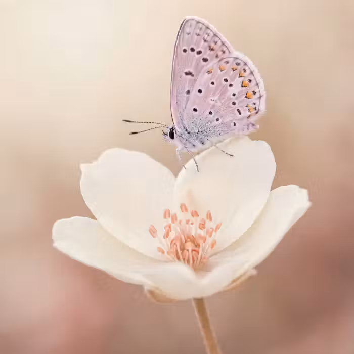 Behang - Vlinder - Bloem - Blauw