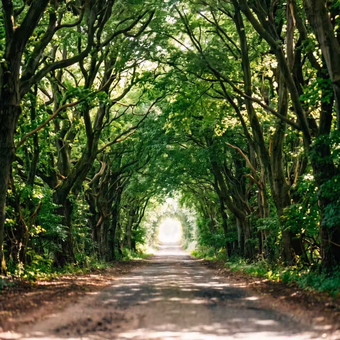 Behang - Weg - Bomen - Natuur - Groen