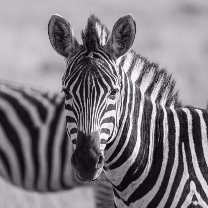 Behang - Zebra's - Zwart - Wit