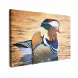 Close-up mandarijneend Tuinposter op houten frame 2 cm dik klein -3d