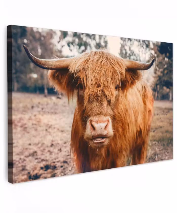 Buiten canvas - Koe- Schotse hooglander - Hoorns - Bruin - Landschap