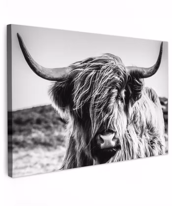 Buiten canvas - Koe - Schotse hooglander - Zwart - Wit - Dier - Natuur - Wild