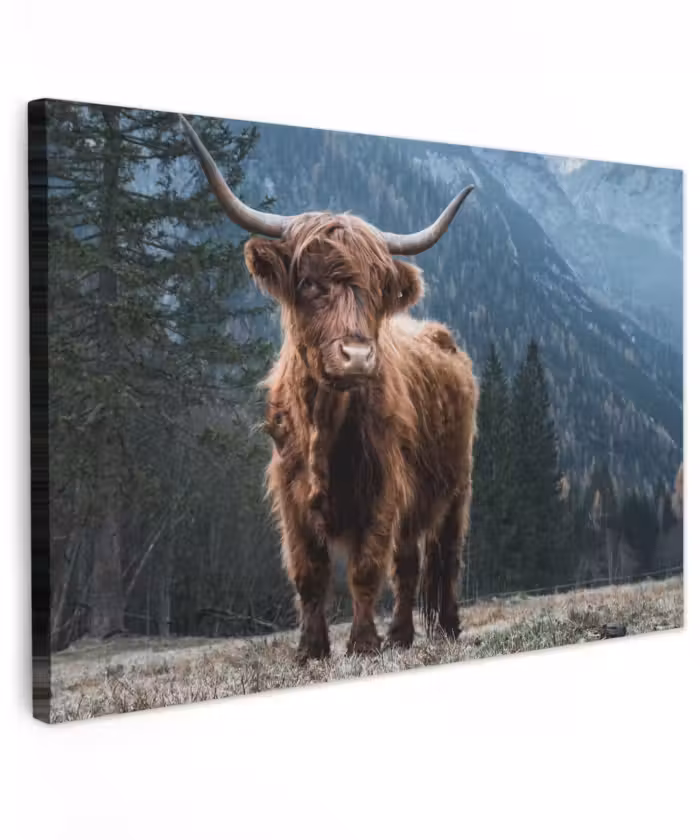 Buiten canvas - Schotse hooglander - Berg - Landschap - Bomen - Koe - Natuur