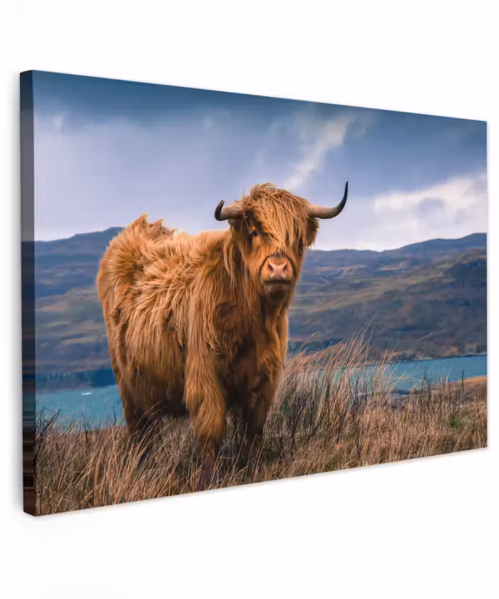 Buiten canvas - Schotse Hooglander - Berg - Water - Natuur - Koe
