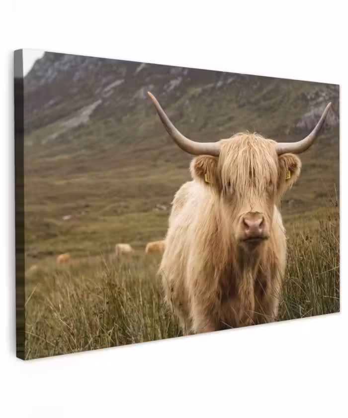 Buiten canvas - Schotse hooglander - Bergen - Grasveld