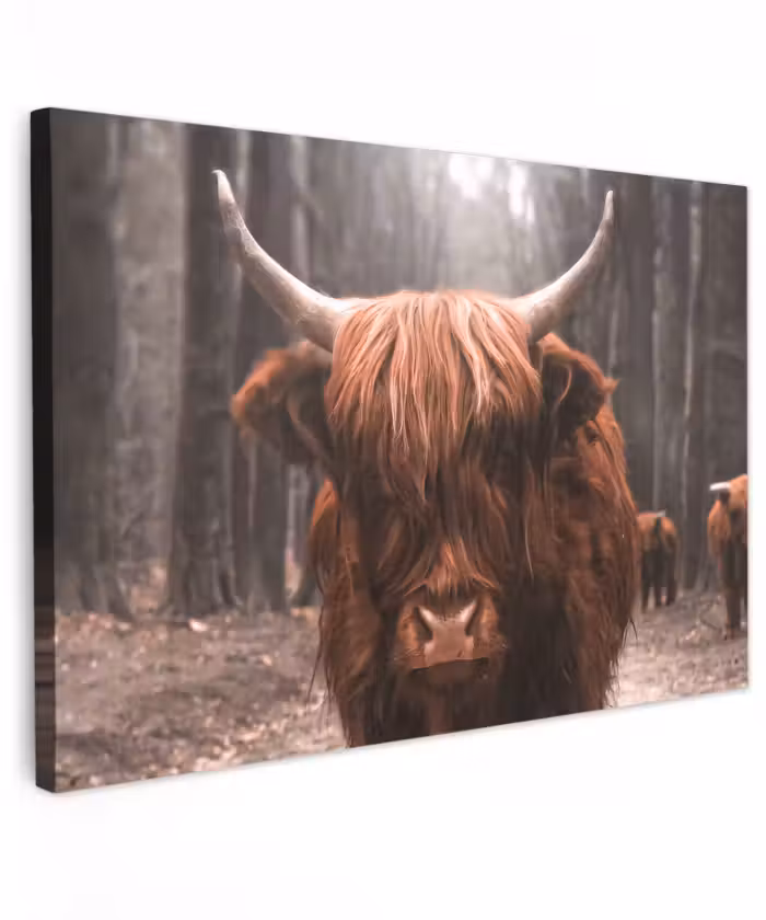 Buiten canvas - Schotse hooglander - Bos - Koe - Dieren - Natuur
