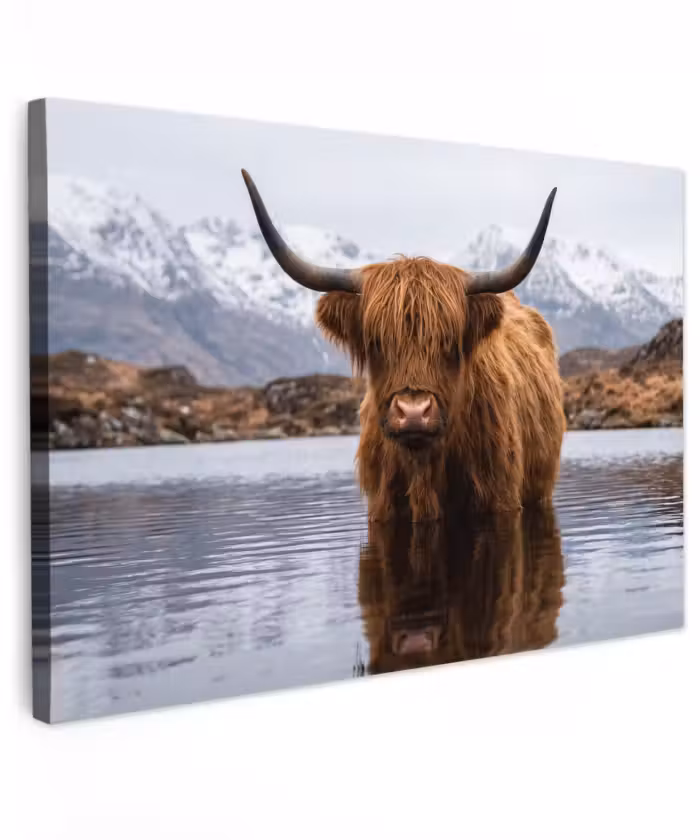 Buiten canvas - Schotse hooglander - Bruin - Water