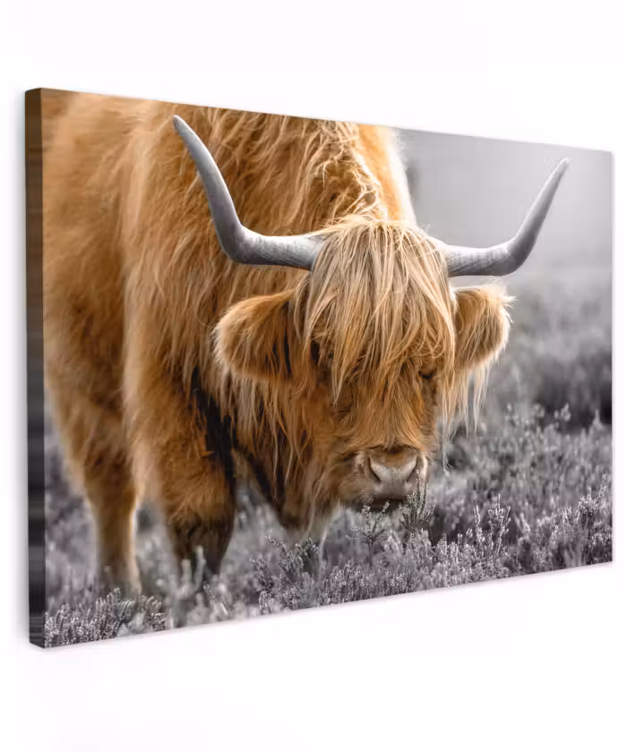 Buiten canvas - Schotse Hooglander - Dieren - Bruin - Koe - Zwart - Wit - Natuur