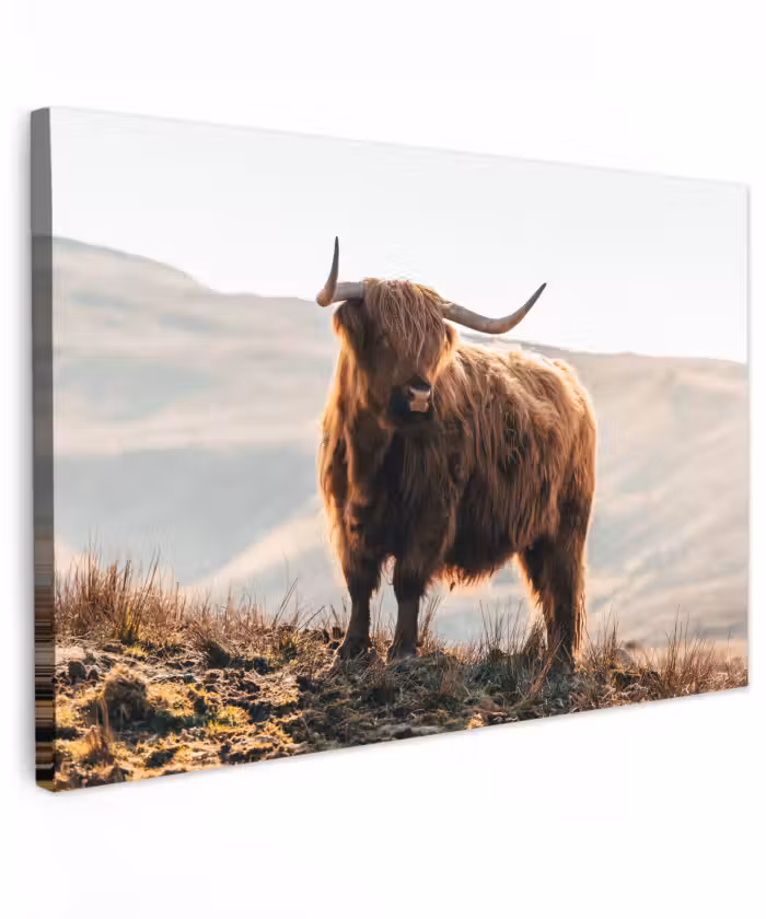 Buiten canvas - Schotse hooglander - Dieren - Landelijk - Landschap - Koe - Natuur