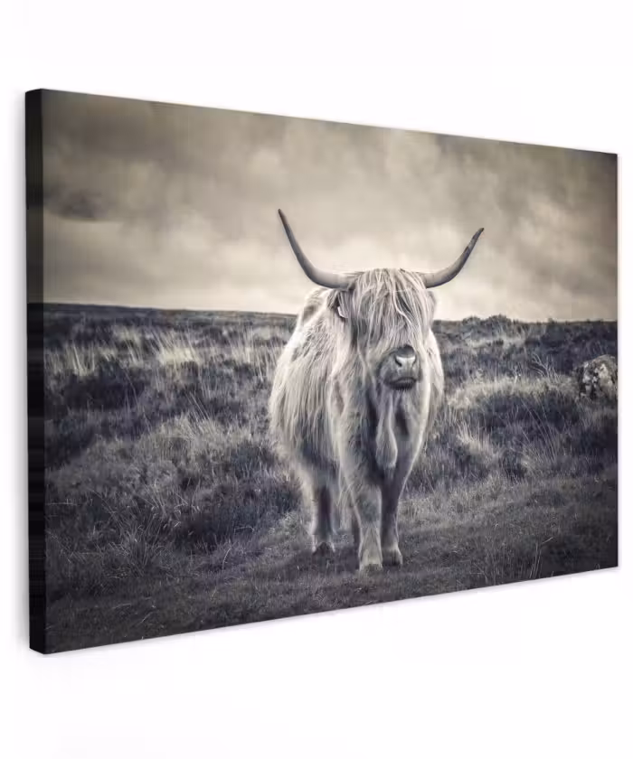 Buiten canvas - Schotse hooglander - Dieren - Wolken - Koe - Natuur