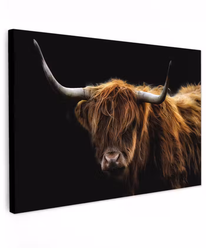Buiten canvas - Schotse Hooglander - Horens - Zwart - Dieren - Natuur - Wild - Koe