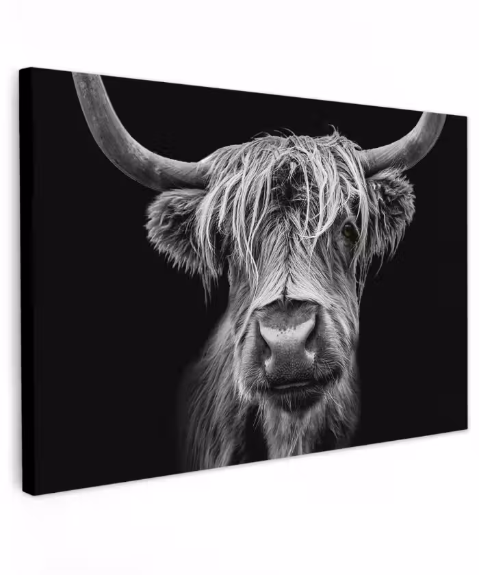 Buiten canvas - Schotse Hooglander - Horens - Zwart - Wit - Koe - Wild - Dieren