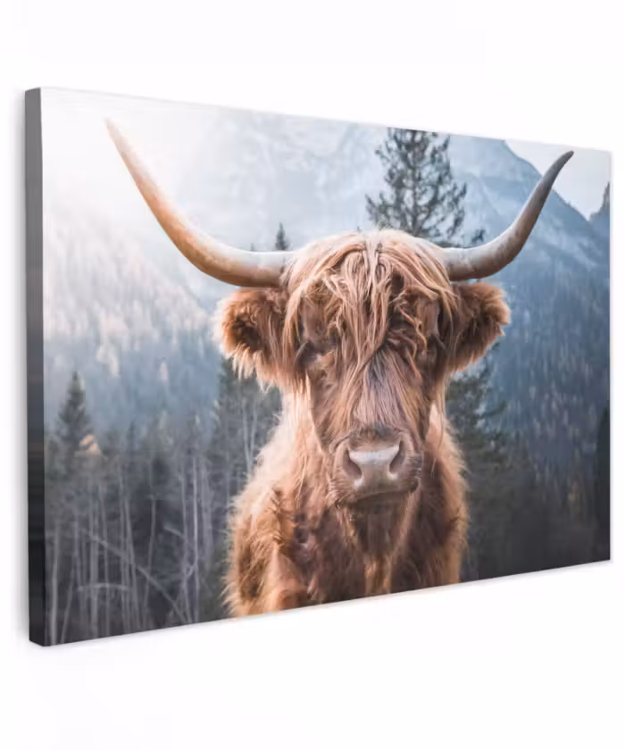 Buiten canvas - Schotse hooglander - Koe - Dieren - Berg - Natuur
