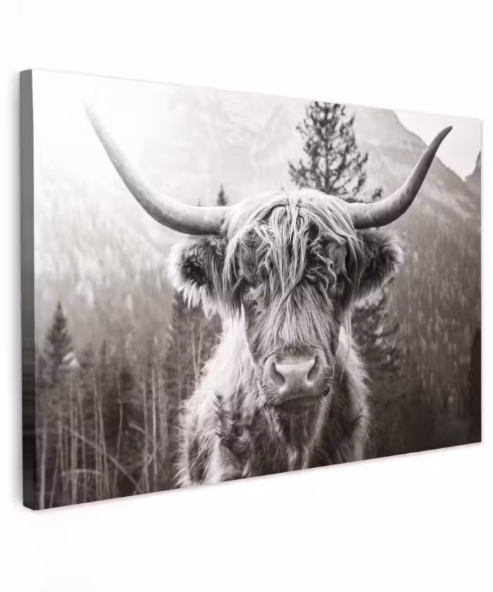 Buiten canvas - Schotse hooglander - Koe - Dieren - Zwart - Wit