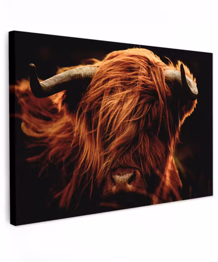 Buiten canvas - Schotse hooglander - Koe - Hoorns - Portret - Dieren