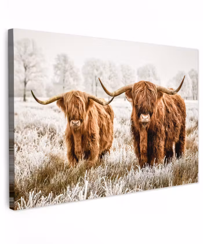 Buiten canvas - Schotse hooglander - Koe - Natuur - Winter