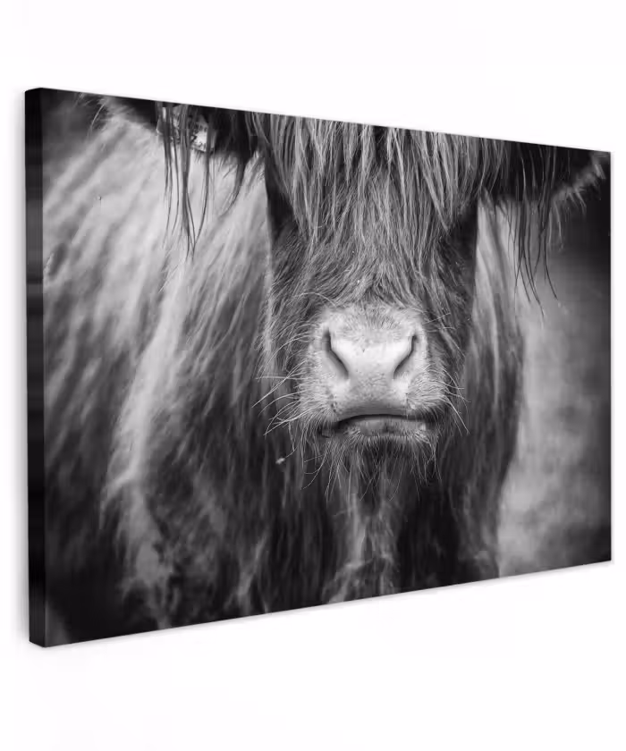 Buiten canvas - Schotse hooglander - Koe - Zwart - Wit - Dieren