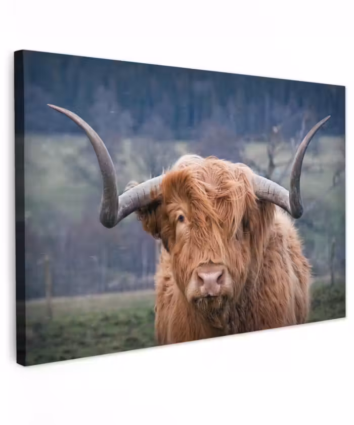 Buiten canvas - Schotse Hooglander - Koeienkop - Landschap - Natuur - Koe