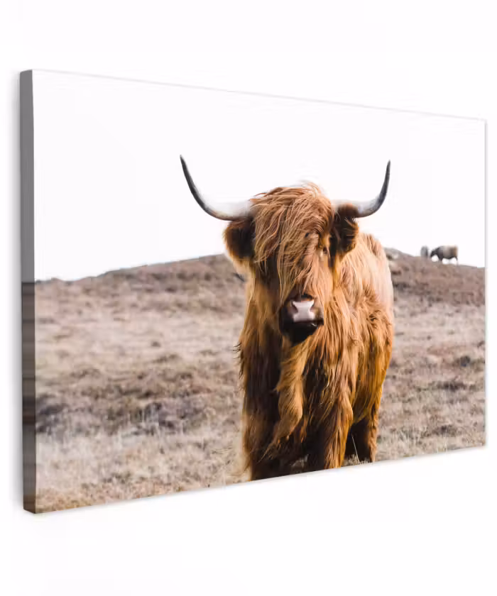Buiten canvas - Schotse hooglander - Landschap - Koe - Bruin - Dieren - Natuur