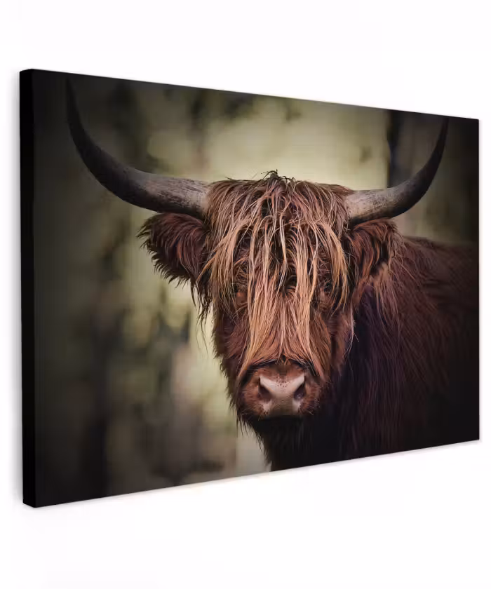 Buiten canvas - Schotse hooglander - Licht - Portret - Natuur