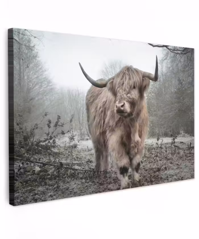 Buiten canvas - Schotse hooglander - Natuur - Herfst - Dieren - Wild - Bos