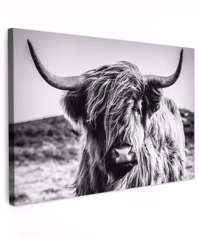 Buiten canvas - Schotse hooglander - Natuur - Koe - Zwart - Wit