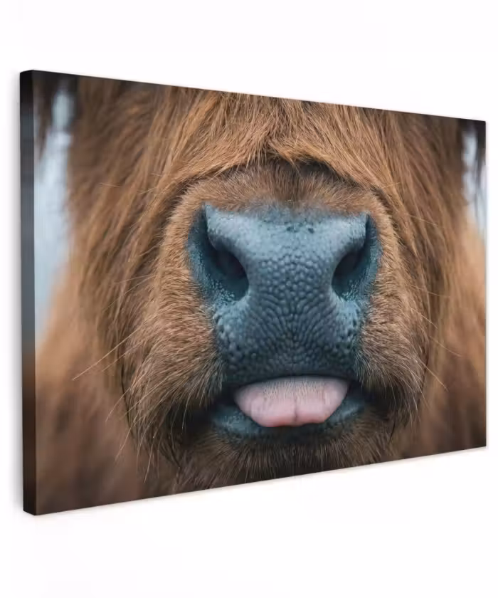 Buiten canvas - Schotse hooglander - Neus - Bruin