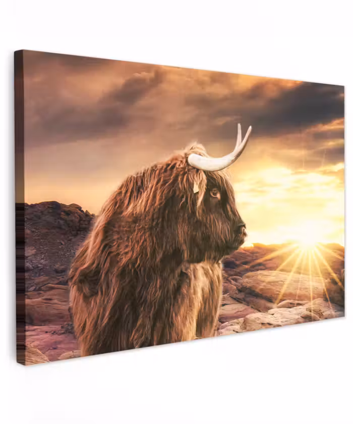 Buiten canvas - Schotse hooglander - Zon - Horizon - Koe - Dieren