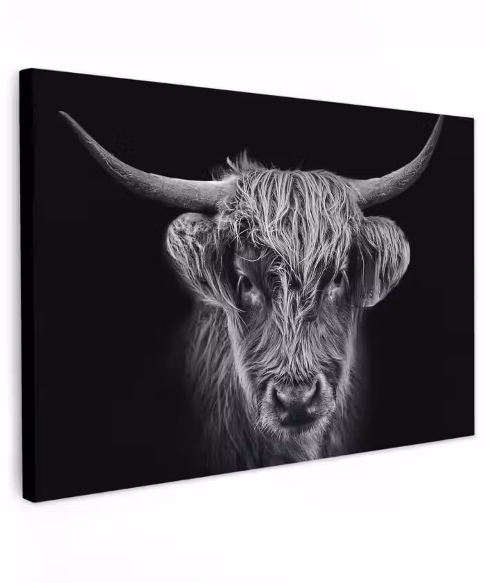 Buiten canvas - Schotse hooglander - Zwart - Koe - Dieren