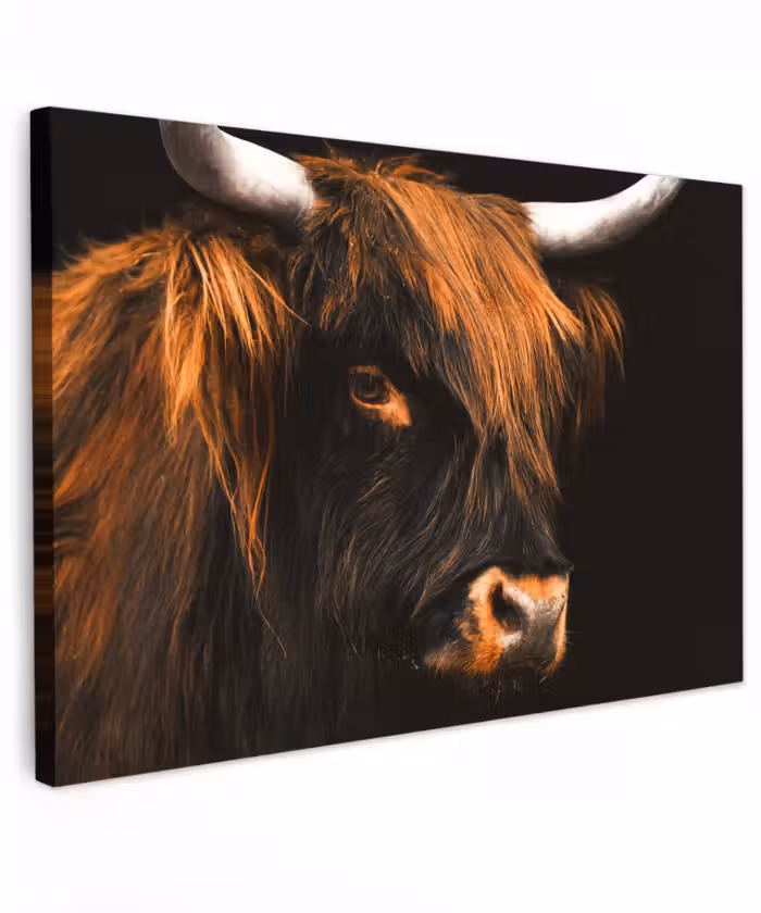 Buiten canvas - Schotse hooglander - Zwart - Koe - Hoorn - Dieren