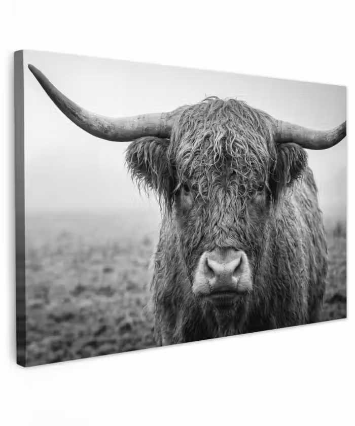 Buiten canvas - Schotse hooglander - Zwart - Wit - Gras