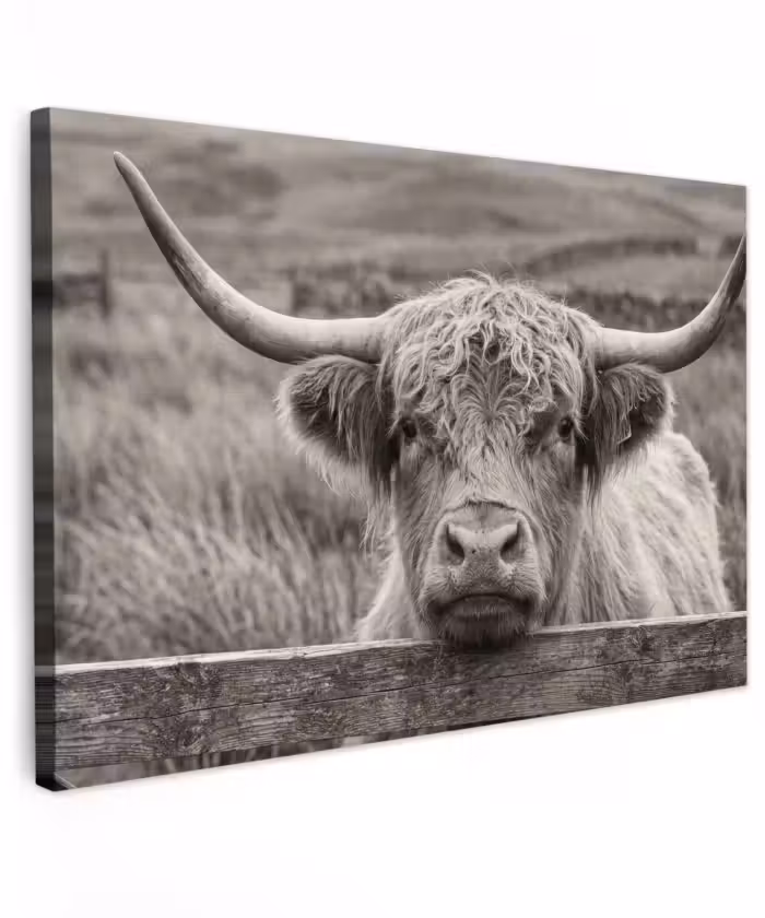 Buiten canvas - Schotse hooglander - Zwart - Wit - Hout